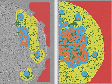 Sparse versus dense labeling